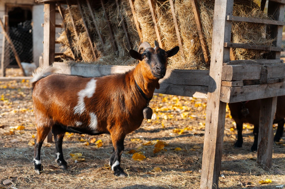 Top 5 Tips To Keep Your Cattle Healthy And Disease-Free